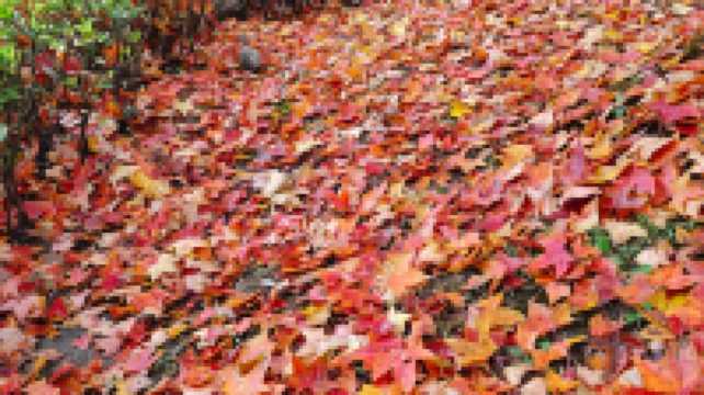 這裡秋風醉紅楓