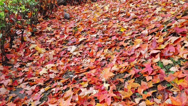 這裡秋風醉紅楓 這裡秋風醉紅楓