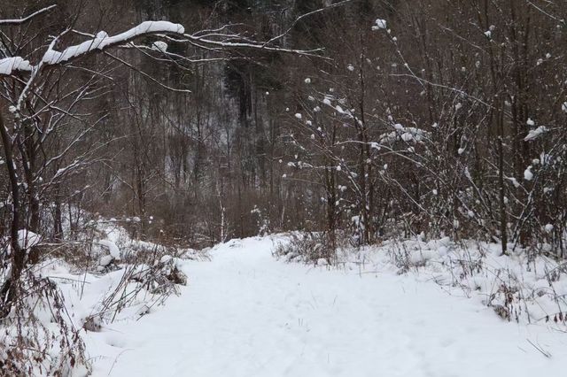 冬日徒步尋蹤野趣