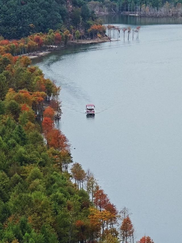 皖南紅杉林 + 竹海挖筍！智能美墅太絕