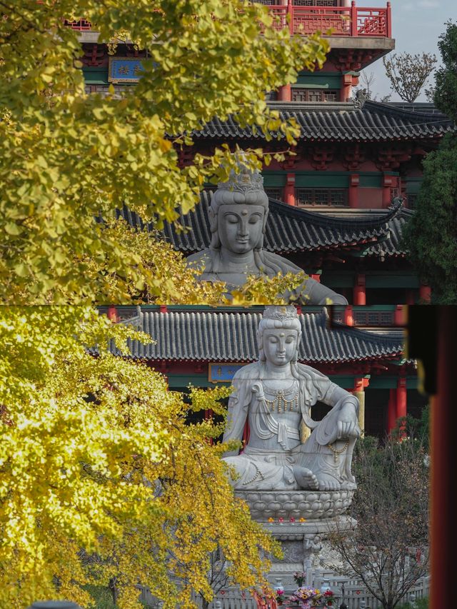 南京｜毗盧寺的銀杏，終於等來了最佳觀賞期！