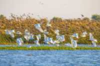 花臉鴨再現泗洪濕地,約5萬隻創紀錄聚集