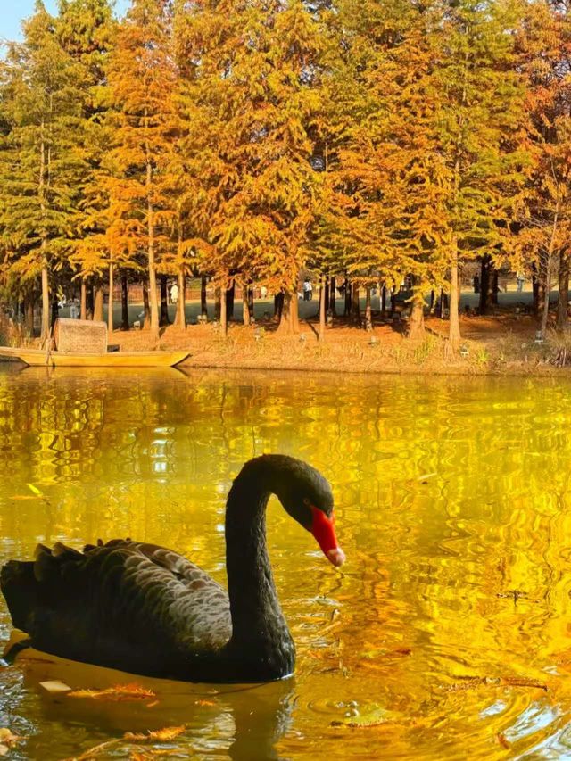 燕雀湖黑天鵝太美啦美如油畫 燕雀湖黑天鵝太美啦美如油畫