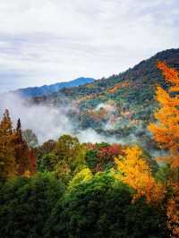 成都周邊必打卡絕美金黃銀杏林拍照攻略