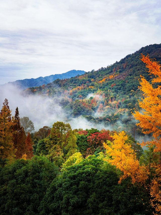 成都周邊必打卡絕美金黃銀杏林拍照攻略