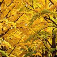 初冬江浙滬徒步指南丨金秋限定美景打卡地全公開！