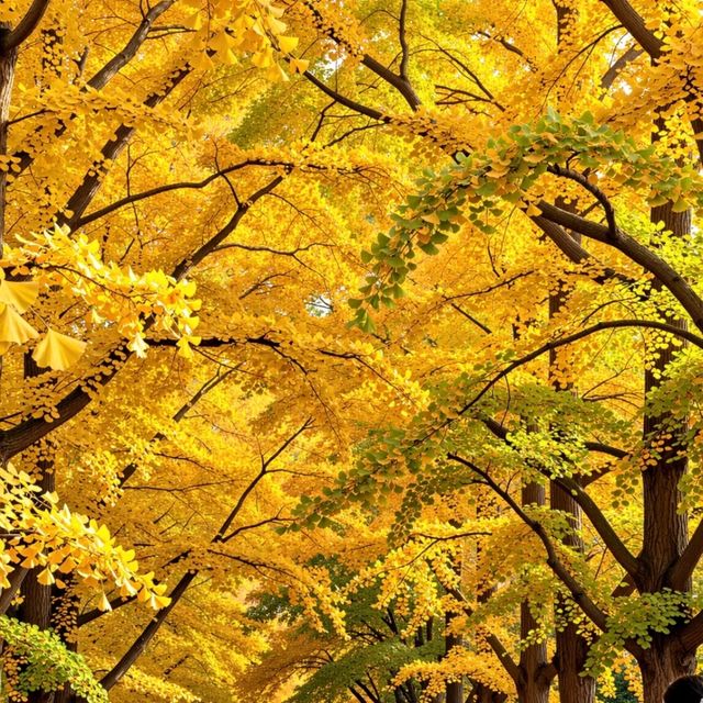 初冬江浙滬徒步指南丨金秋限定美景打卡地全公開！