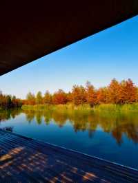 滬上「小喀納斯」| 這片紅杉森林驚艷到我最近被三林濱江森林公園