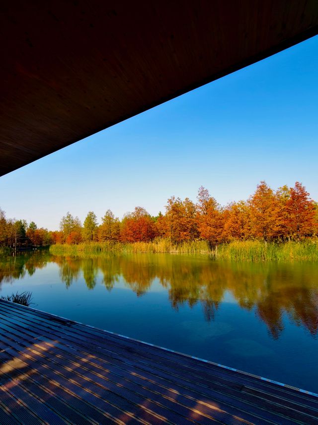 滬上「小喀納斯」| 這片紅杉森林驚艷到我最近被三林濱江森林公園