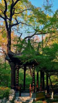 南京棲霞山秋色實測｜銀杏金黃楓葉漸變，下週顏值巔峰！