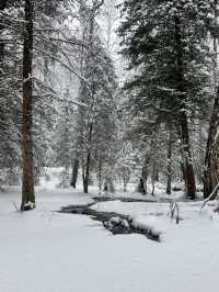 自駕新疆｜凜冬之際，與喀納斯的一場邂逅～