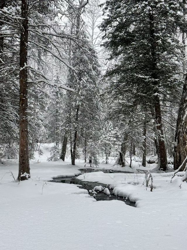 自駕新疆｜凜冬之際，與喀納斯的一場邂逅～