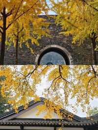 南京一日賞秋最優路線不繞路打卡3大銀杏秘境