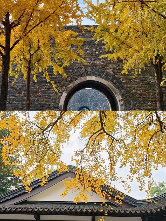 南京一日賞秋最優路線不繞路打卡3大銀杏秘境 南京一日賞秋最優路線不繞路打卡3大銀杏秘境