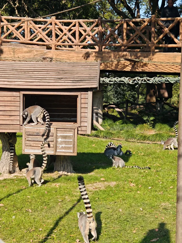 上海野生動物園的快樂 上海野生動物園的快樂