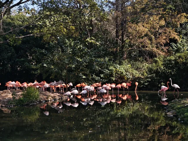 上海野生動物園的快樂 上海野生動物園的快樂