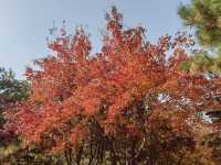 秦陵遺址賞秋攻略