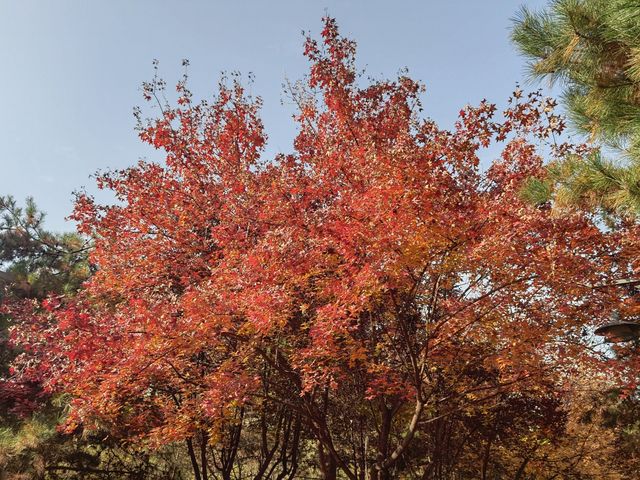 秦陵遺址賞秋攻略