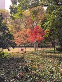 秋日限定!魔都城市氧吧暴走地圖