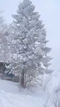 帶娃追雪天花板！雪谷這家美宿承包冬日快樂