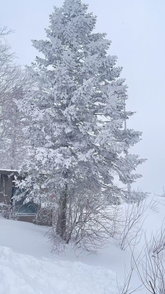 帶娃追雪天花板！雪谷這家美宿承包冬日快樂