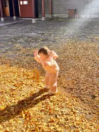 南昌周邊|九江雲居山的千年銀杏 滿樹金黃