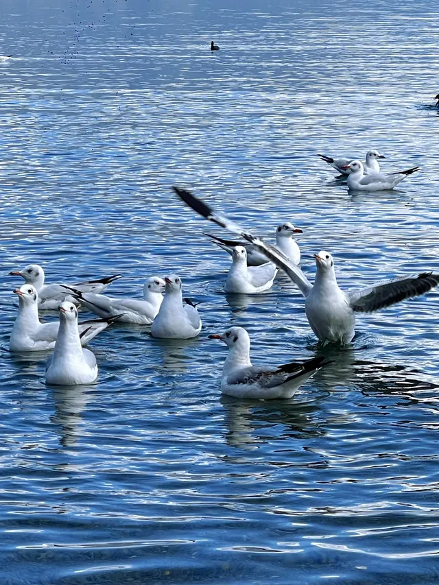 秋冬季遊瀘沽湖，人少景美性價比之王