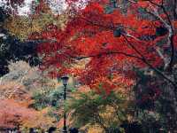 箕面公園|紅葉|箕面の滝