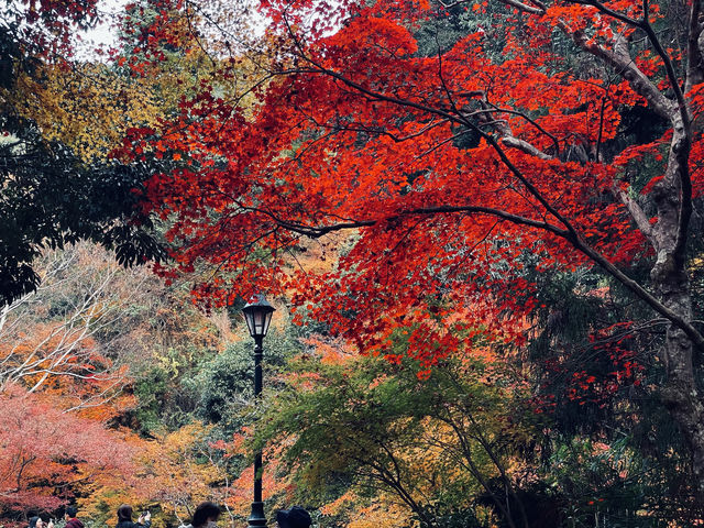 箕面公園|紅葉|箕面の滝 箕面公園|紅葉|箕面の滝