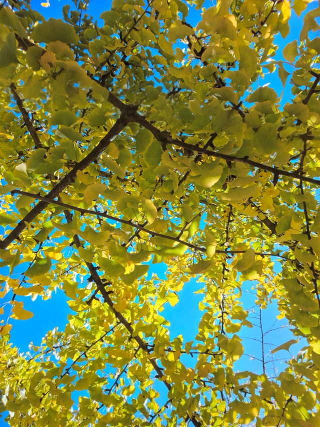 看銀杏葉啦 看銀杏葉啦