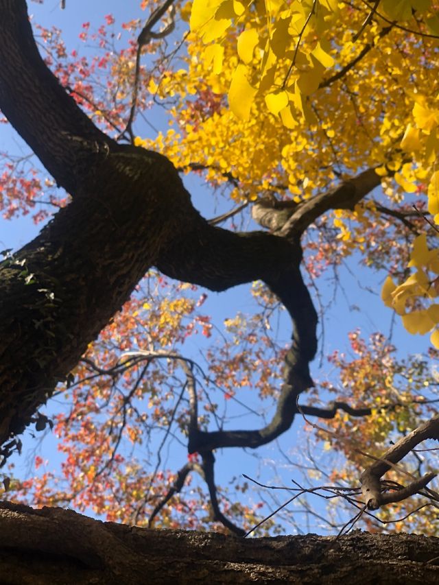 魔都賞秋必去園林