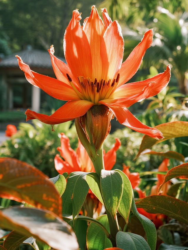 12月仙湖植物園親子遊|不走回頭路攻略 12月仙湖植物園親子遊|不走回頭路攻略