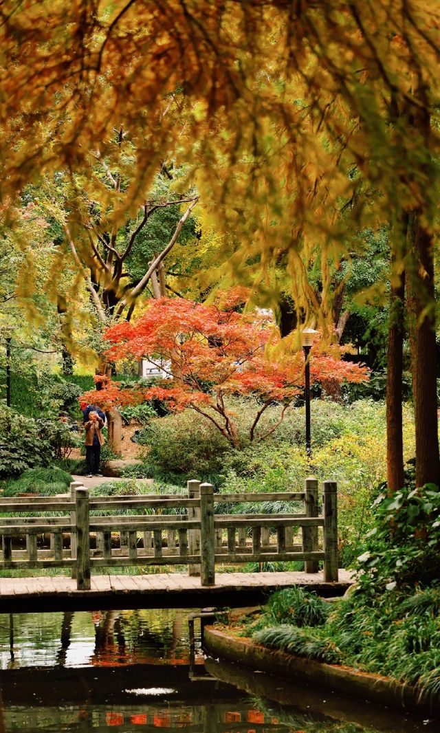 12.3上海超絕!延中綠地楓葉銀杏 12.3上海超絕!延中綠地楓葉銀杏