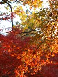 花港觀魚確實美得超出!附賞楓攻略