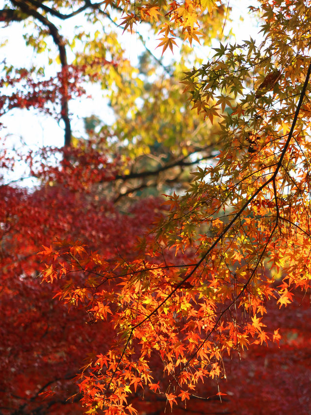 花港觀魚確實美得超出!附賞楓攻略 花港觀魚確實美得超出!附賞楓攻略