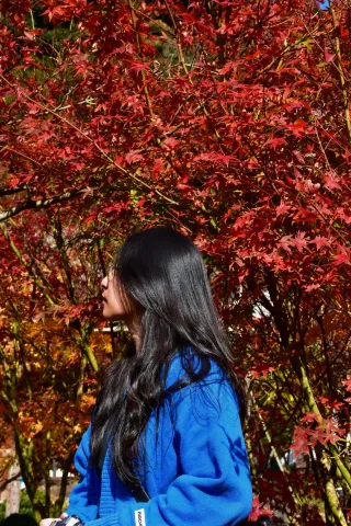 11.29 Live update, the red leaves in Fuzhou are going crazy