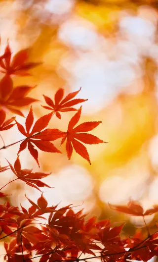 When I fully open the aperture of my lens｜Backlit Autumn Maple