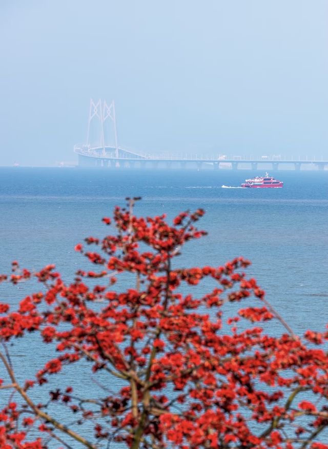 珠海望海亭賞花絕美機位