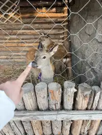 南寧-漠河-橫道河子-哈爾濱5天4夜旅遊攻略
