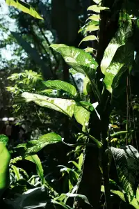 中科院植物園拍照YYDS