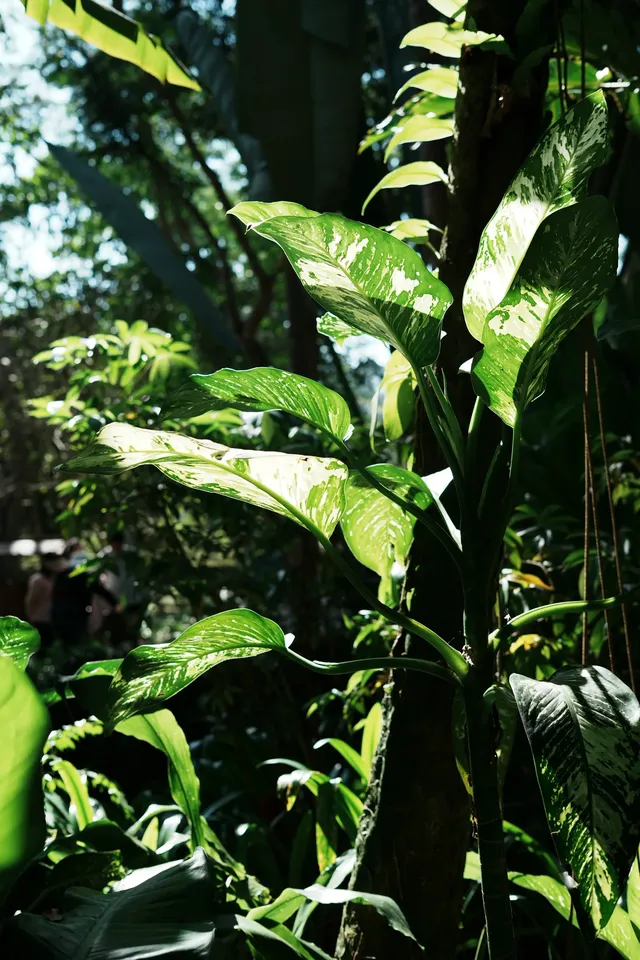中科院植物園拍照YYDS 中科院植物園拍照YYDS