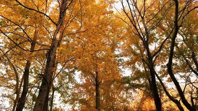 縉雲彩林秘境,冷門但絕美! 縉雲彩林秘境,冷門但絕美!