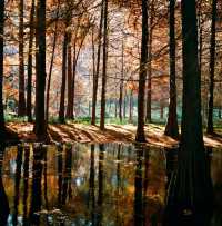 南京燕雀湖絕美水杉攻略秋日限定版油畫秘境