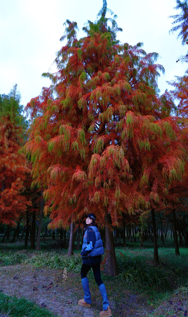 上海|又給大家找到一個拍照好去處絕對出片 上海|又給大家找到一個拍照好去處絕對出片