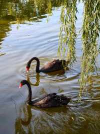 冬日限定！昆明翠湖與紅嘴鷗的浪漫邂逅