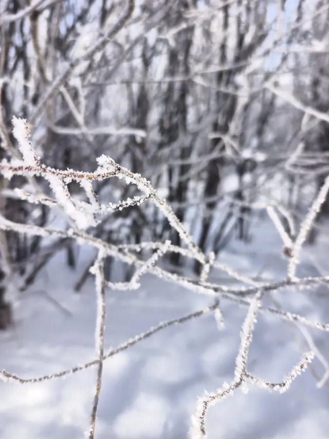 東北7天6晚遛娃玩雪特種兵攻略