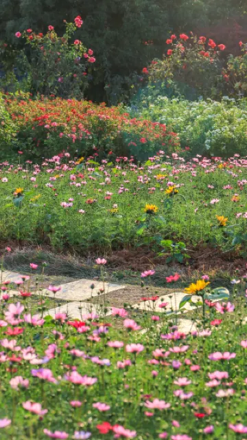 長沙 | 週末速衝!省植物園的花開啦~