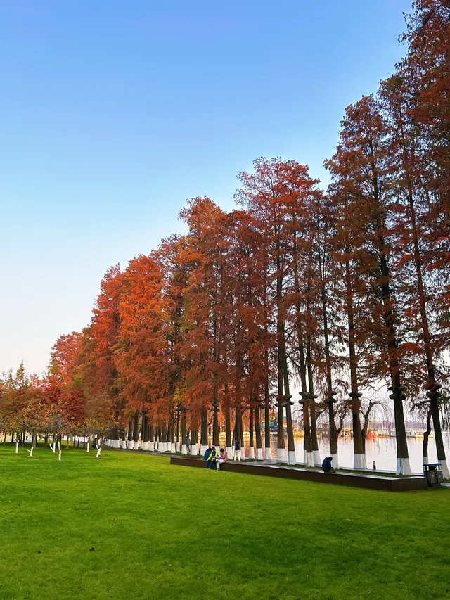 東湖的落羽杉紅了,快衝呀 東湖的落羽杉紅了,快衝呀