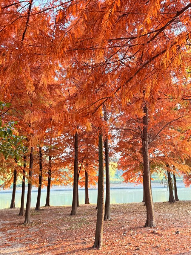 上海初冬限定浪漫|碳路者公園4點光影落羽杉 上海初冬限定浪漫|碳路者公園4點光影落羽杉