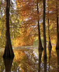 賞秋最美南京|鐘山風景區一天遊